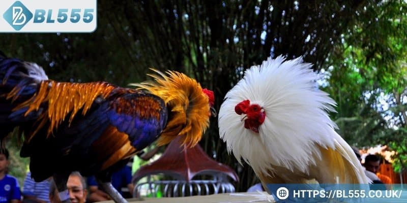 Các hình thức đá gà