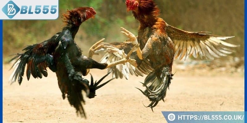 Cách nuôi gà đá tới pin là gì?