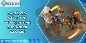 Đá gà cựa sắt – Trò chơi kịch tính cho người đam mê