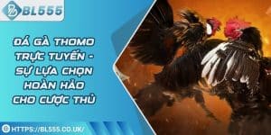 Đá gà Thomo trực tuyến - Sự lựa chọn hoàn hảo cho cược thủ