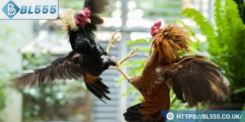 Những ưu điểm vượt trội của đá gà BL555